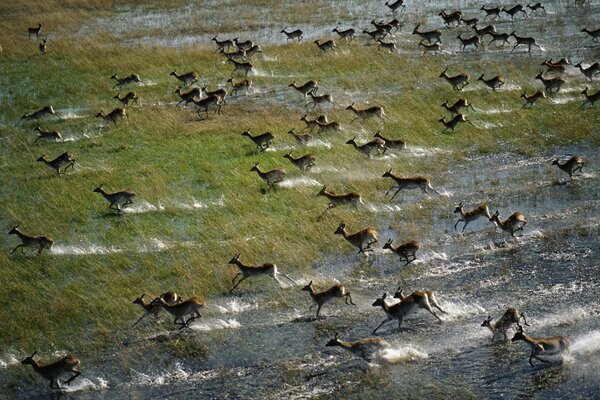 Животные бегут с водопоя