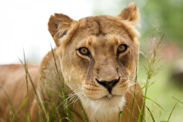 Lionne regarde de l herbe pour le Lion