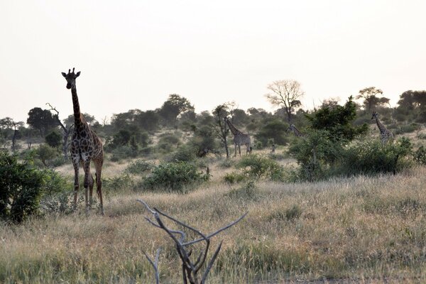 Manada de jirafas en la naturaleza