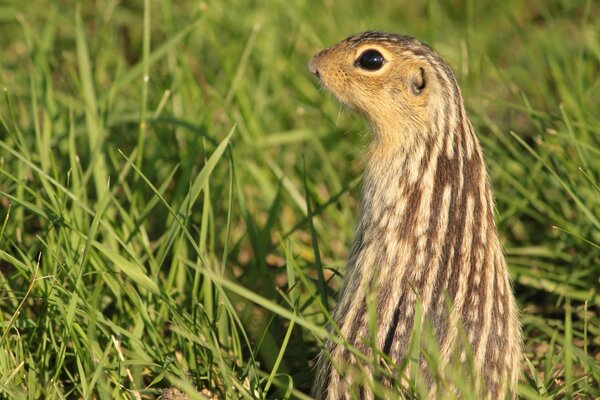 Ein Gopher, der nach seinen Verwandten Ausschau hält