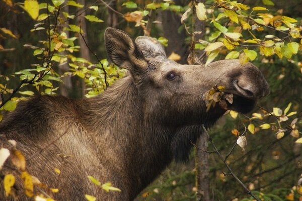 A mammal in the forest among the trees