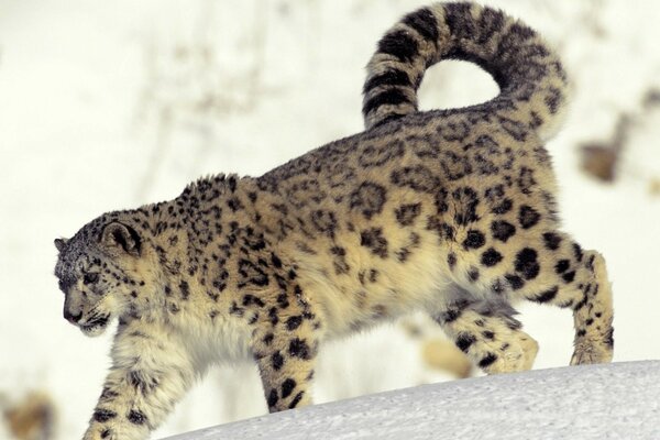 Um gato selvagem. Leopardo manchado