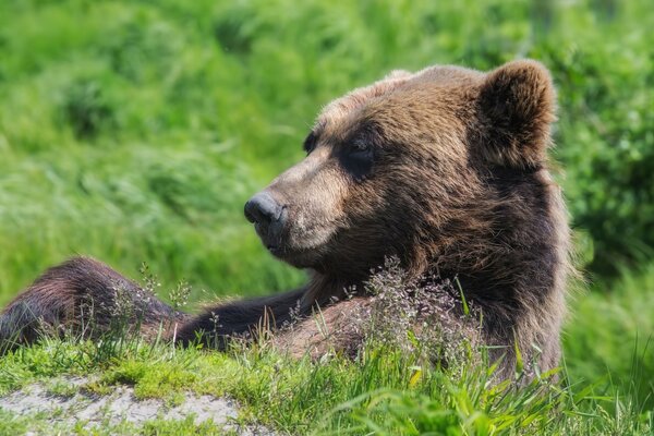 The bear will give away on the green grass