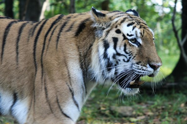 Un tigre muy enojado camina en la naturaleza