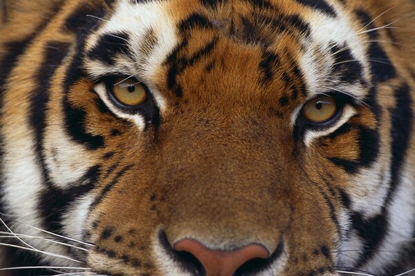 Hermosa imagen de un tigre en el zoológico