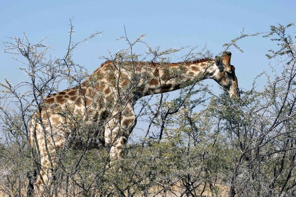 Girafa tira comida do topo da árvore