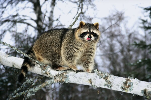 A raccoon dog sitting on a tree