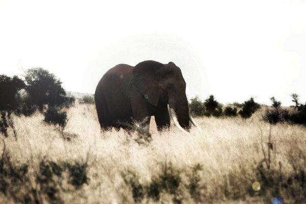 African elephant in the savannah