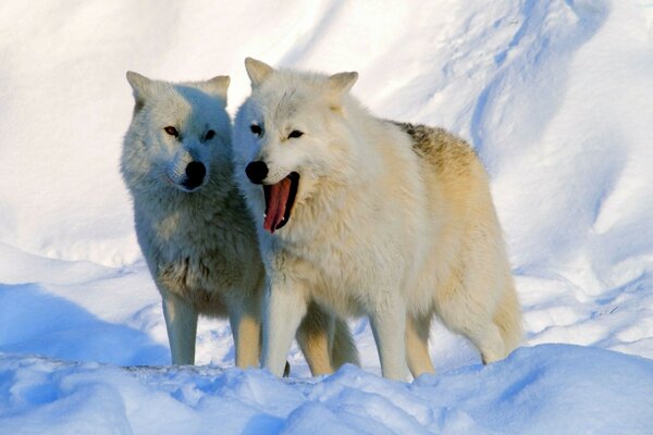 Um lobo e uma loba andando na neve