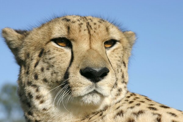 Leopardo contra el cielo