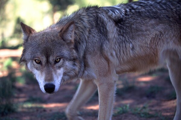 El lobo inclina la cabeza y Mira a la cámara con cautela