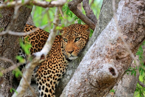 Gli animali selvatici sono quelli che vivono nelle foreste, nei prati, nei corpi idrici