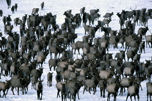 Hirschherde im Winter. Tiere im Freien