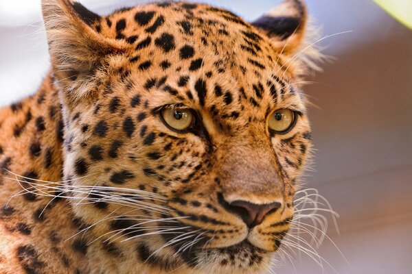 Animaux chat léopard faune