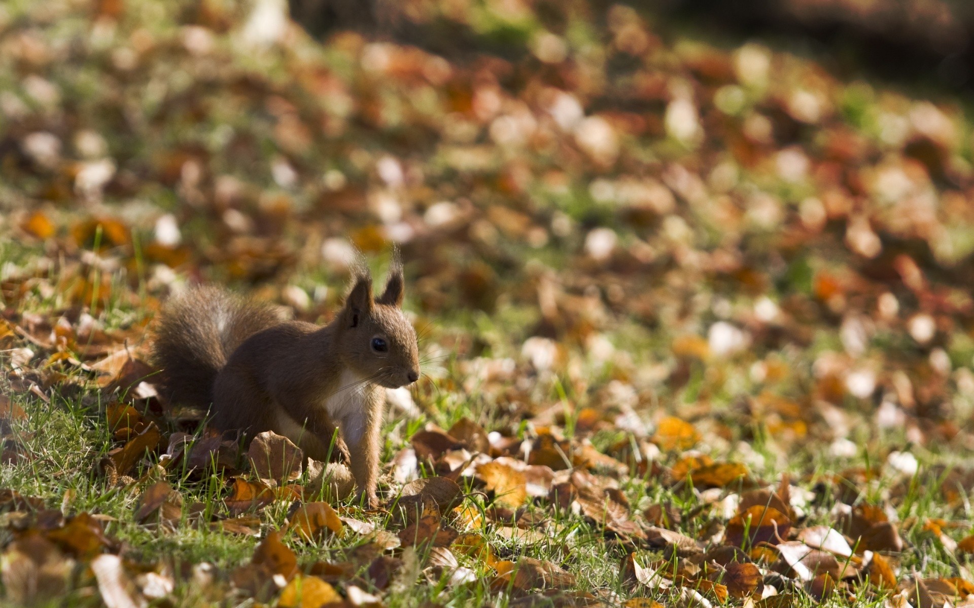 animaux automne nature arbre à l extérieur écureuil petit bois rongeur mammifère feuille écrou la faune alimentaire mignon saison