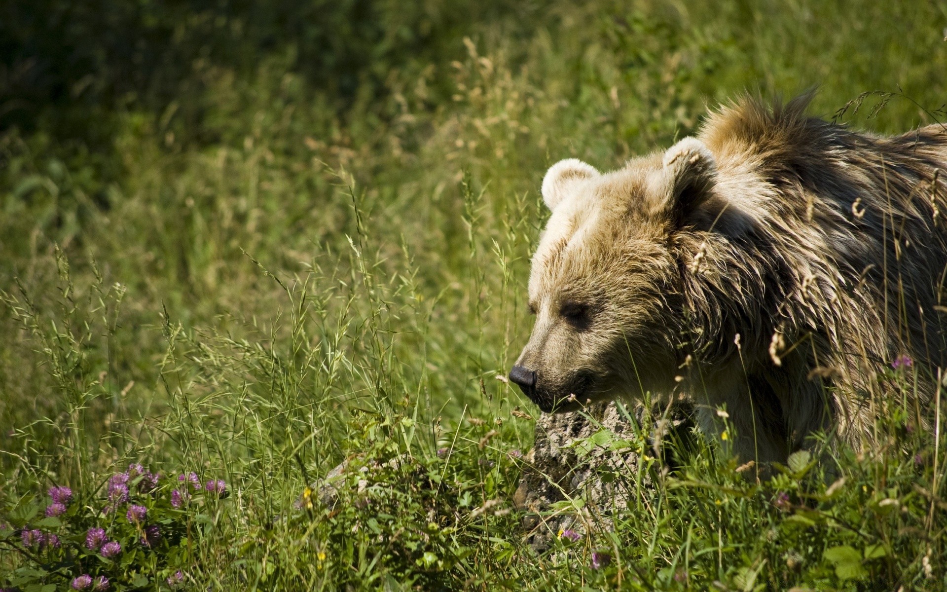 tiere tierwelt säugetier gras natur tier wild im freien raubtier niedlich