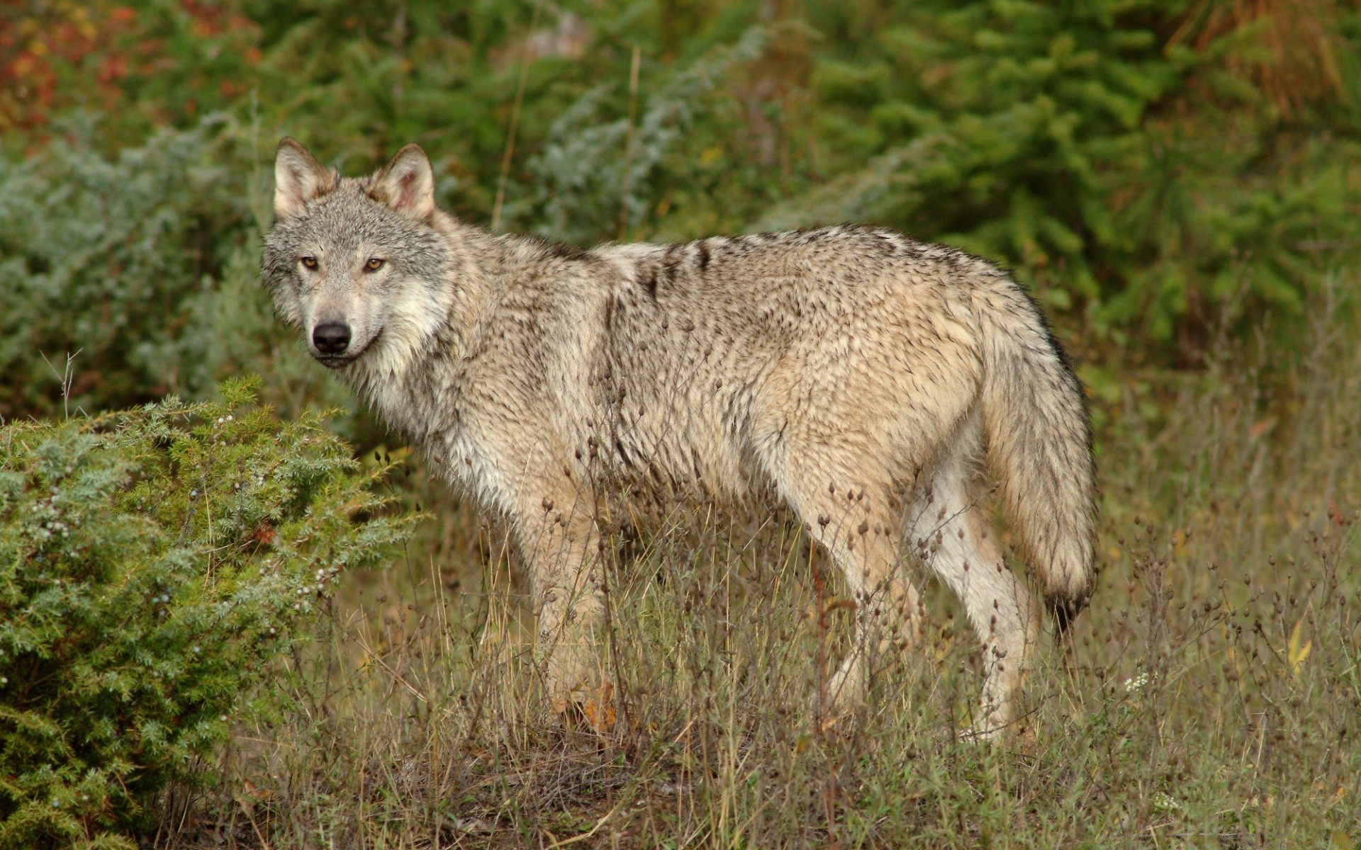 animales mamífero vida silvestre depredador lobo naturaleza salvaje canino carnívoro animal al aire libre madera cazador