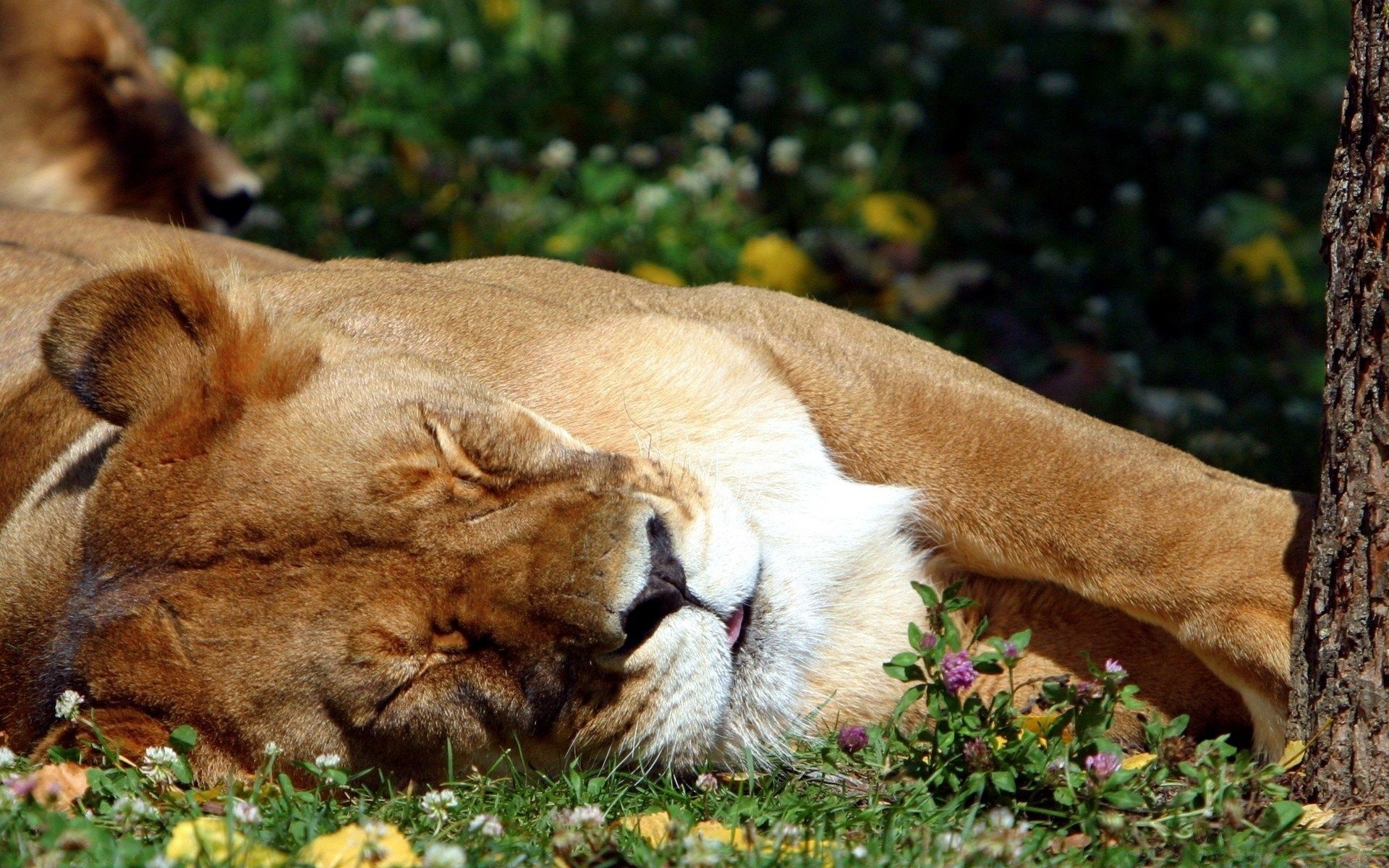 hayvanlar memeli kedi aslan hayvan yaban hayatı çimen kürk doğa yırtıcı hayvan sevimli et yiyen vahşi avcı köpek eğitmeni köpek açık havada portre büyük park