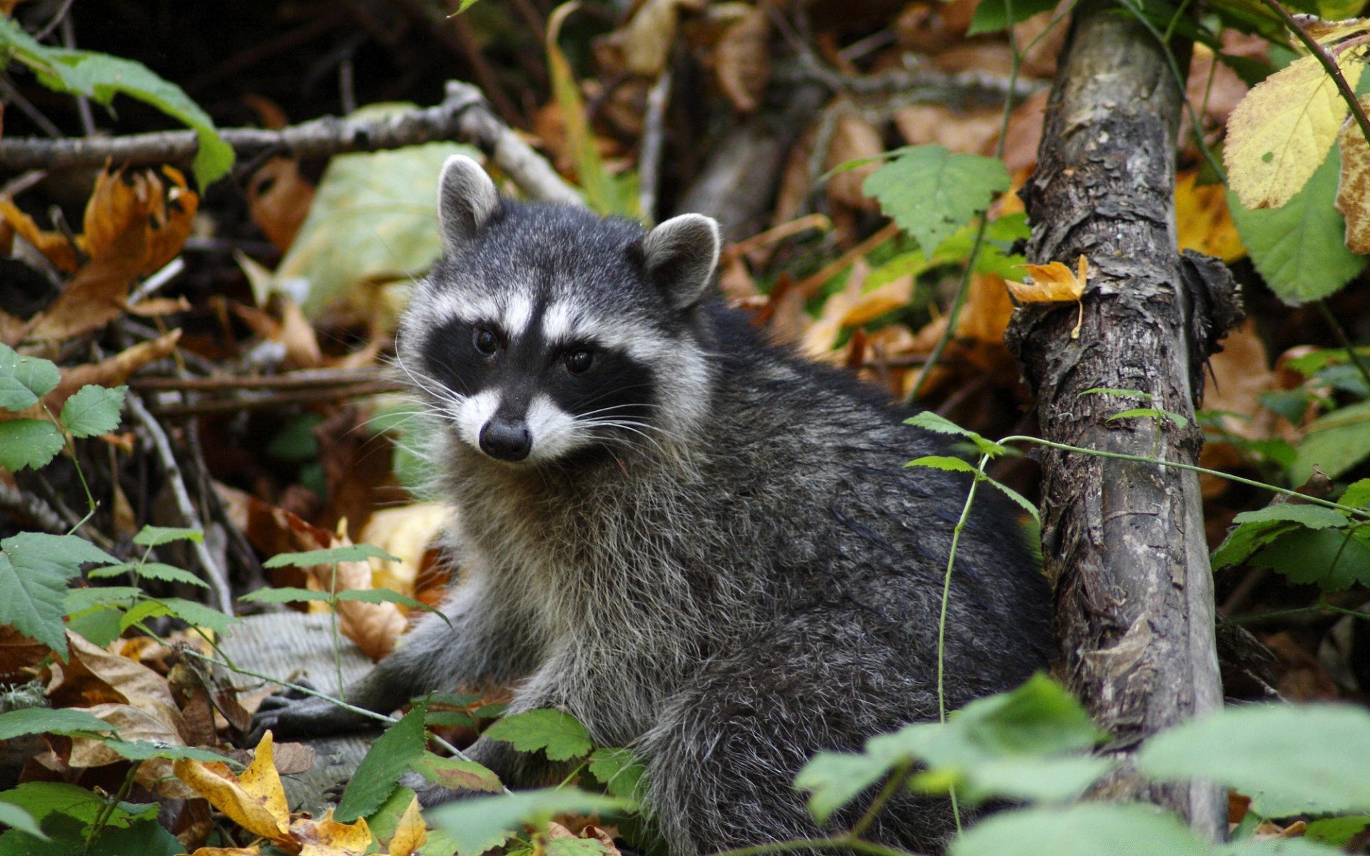 animais natureza vida selvagem selvagem mamífero madeira animal ao ar livre folha árvore fofa