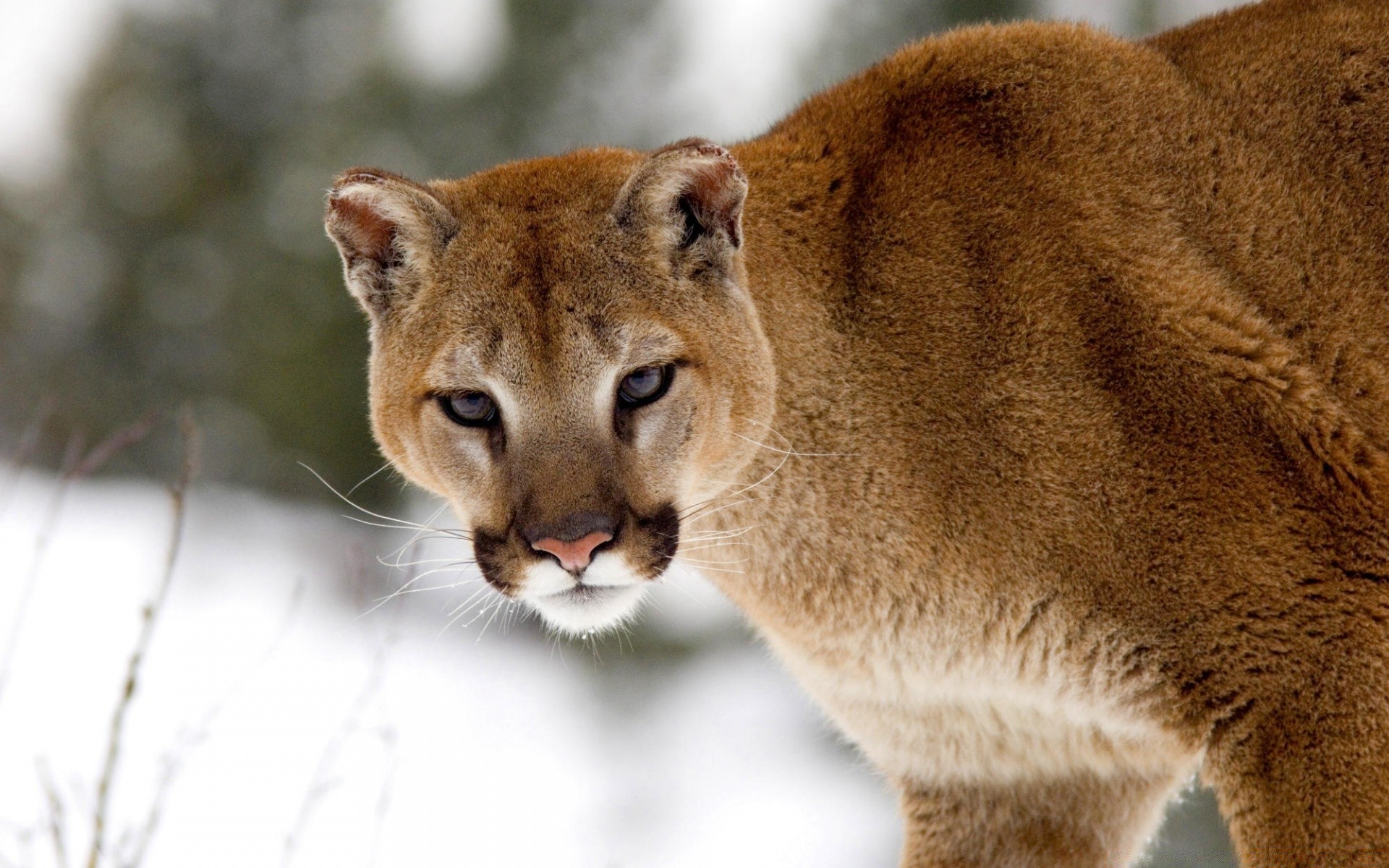 animais gato mamífero vida selvagem natureza jardim zoológico animal selvagem retrato pele predador leão fofa