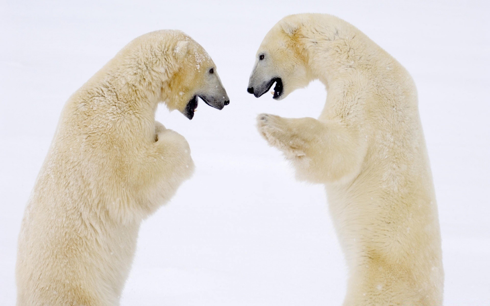 animali gelido due carino natura inverno uno neve mammifero animale freddo