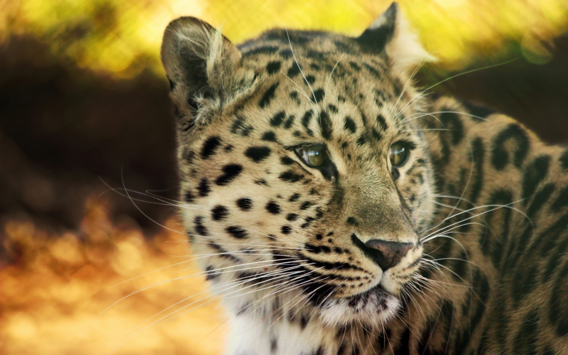 animais gato vida selvagem mamífero leopardo predador animal jardim zoológico safari caçador pele comedor de carne selvagem selva tigre natureza olho pantera grande