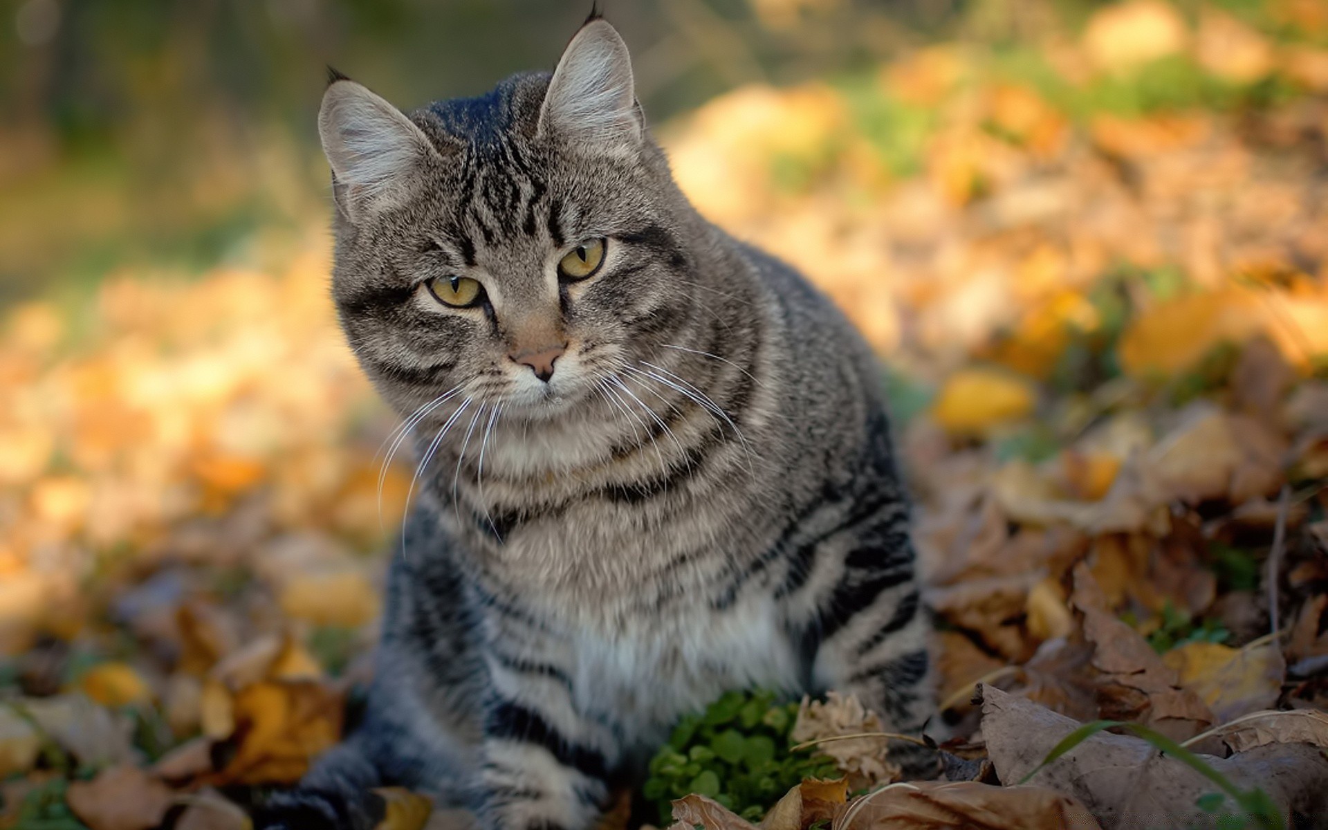 tiere niedlich katze säugetier natur porträt tier fell haustier auge