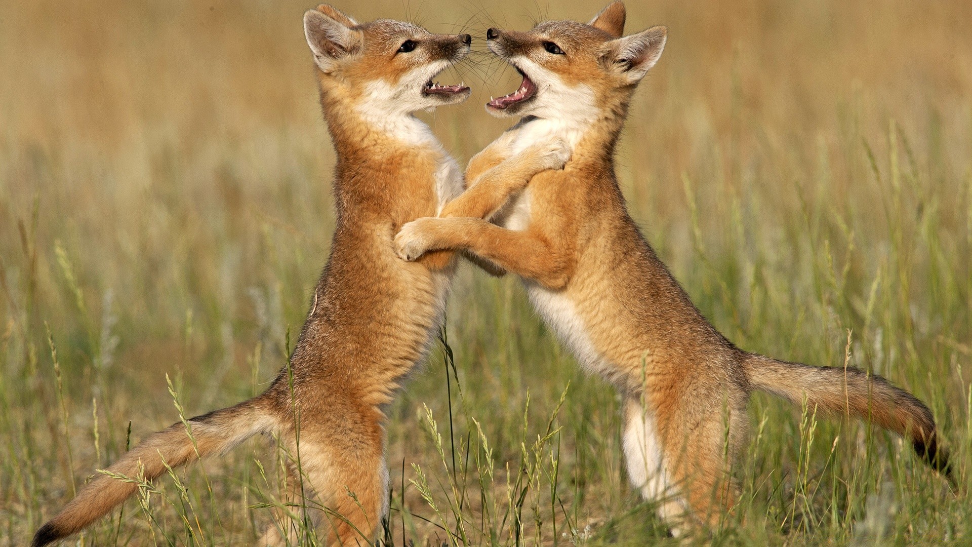 tiere säugetier tierwelt gras tier natur im freien niedlich