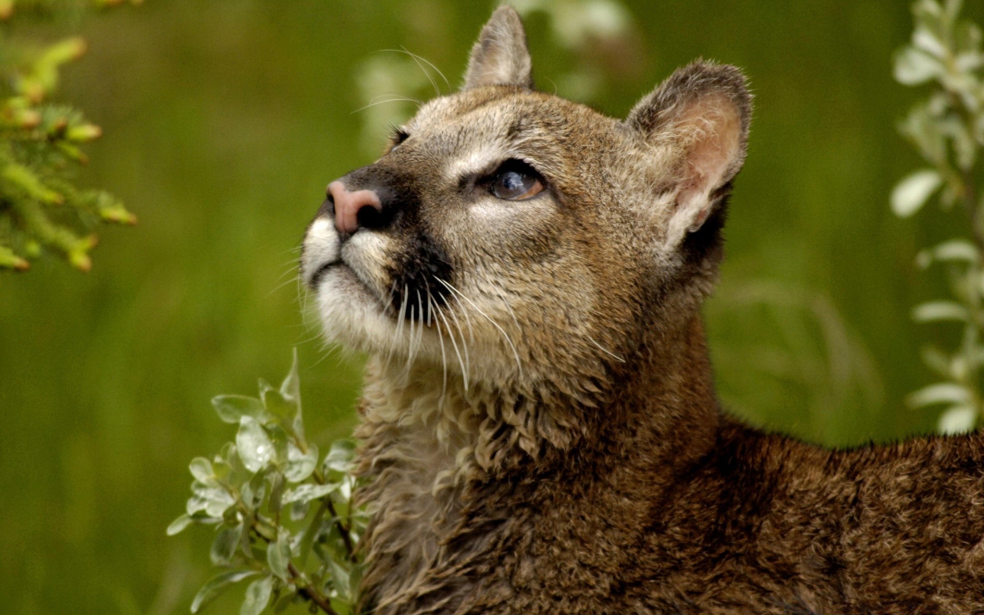 animaux mammifère la faune nature animal sauvage fourrure à l extérieur herbe chat