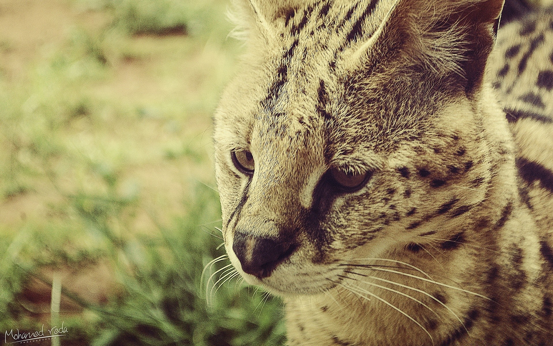 animals wildlife cat mammal animal nature fur predator wild zoo carnivore hunter eye portrait leopard cute safari outdoors looking