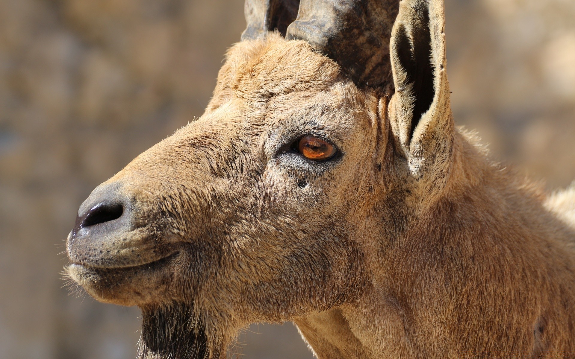 animali mammifero animale natura fauna selvatica selvaggio pelliccia ritratto testa carino parco zoo