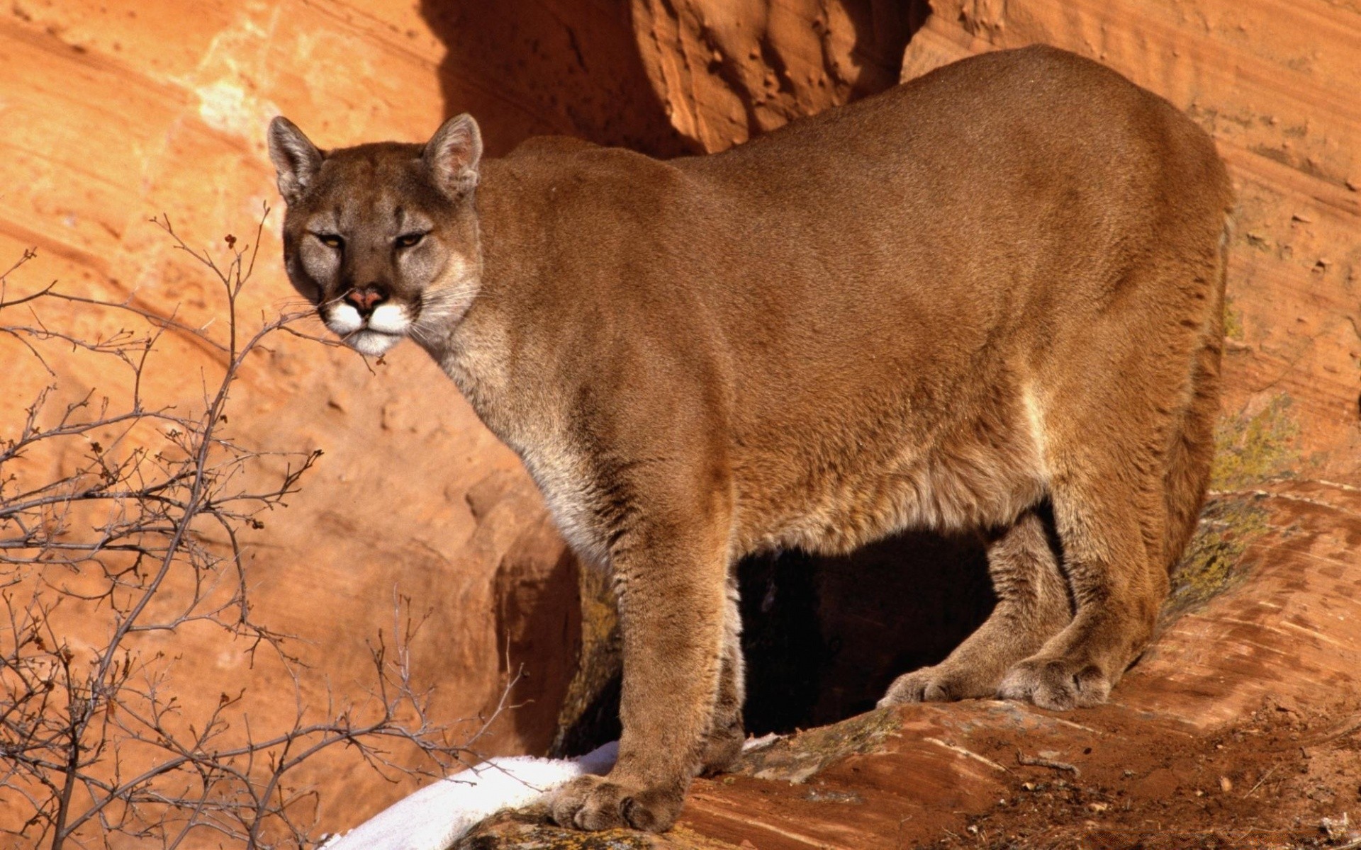 animales mamífero gato vida silvestre depredador león zoológico cazador naturaleza al aire libre