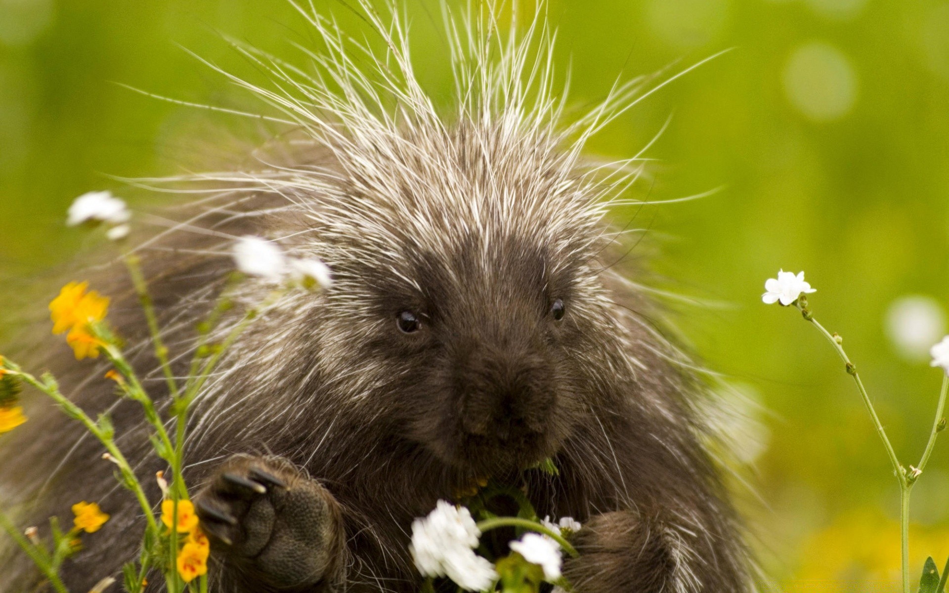 animaux nature herbe en plein air petit mignon animal