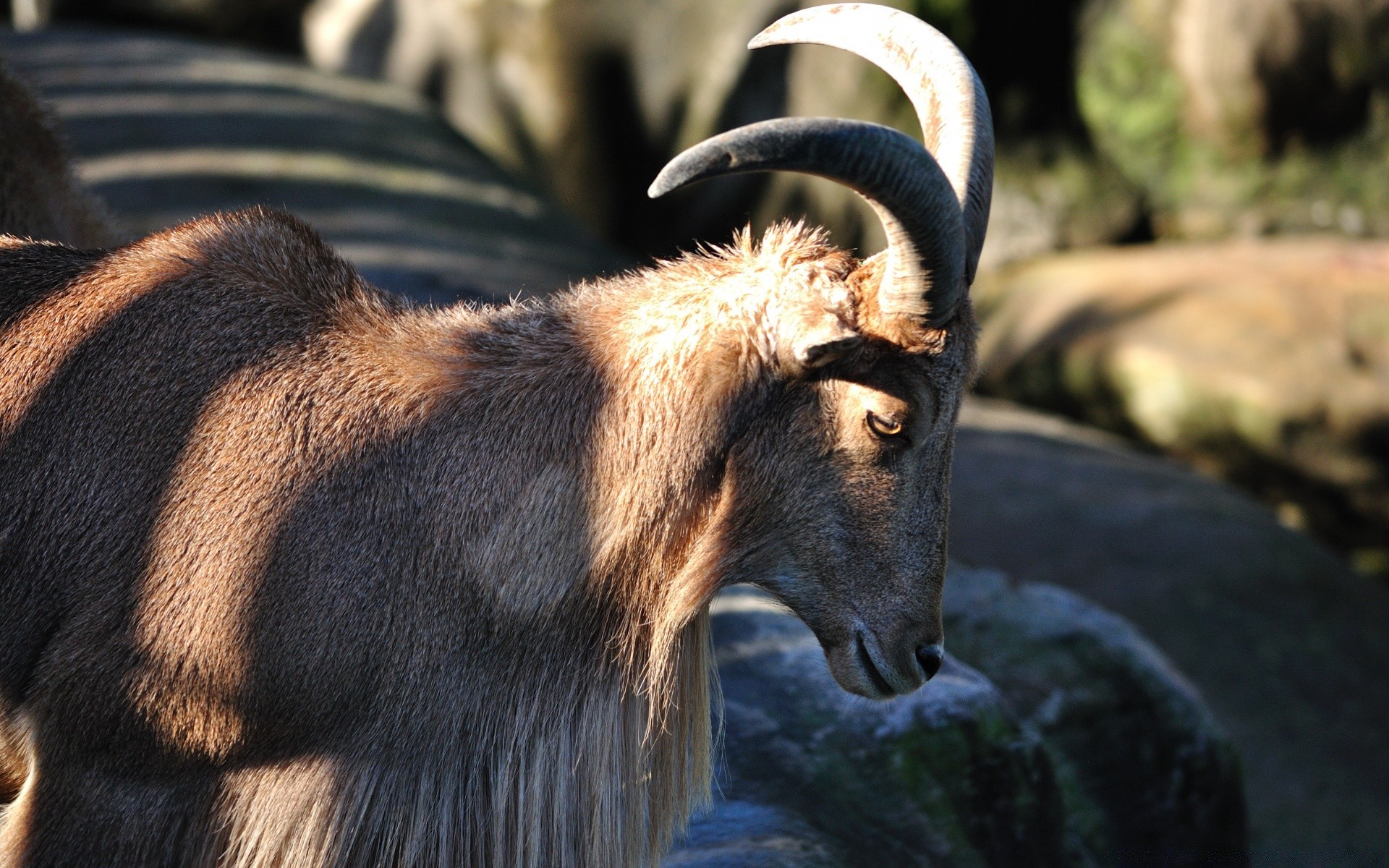 zwierzęta ssak przyroda natura dziki zoo zwierzę na zewnątrz portret futro