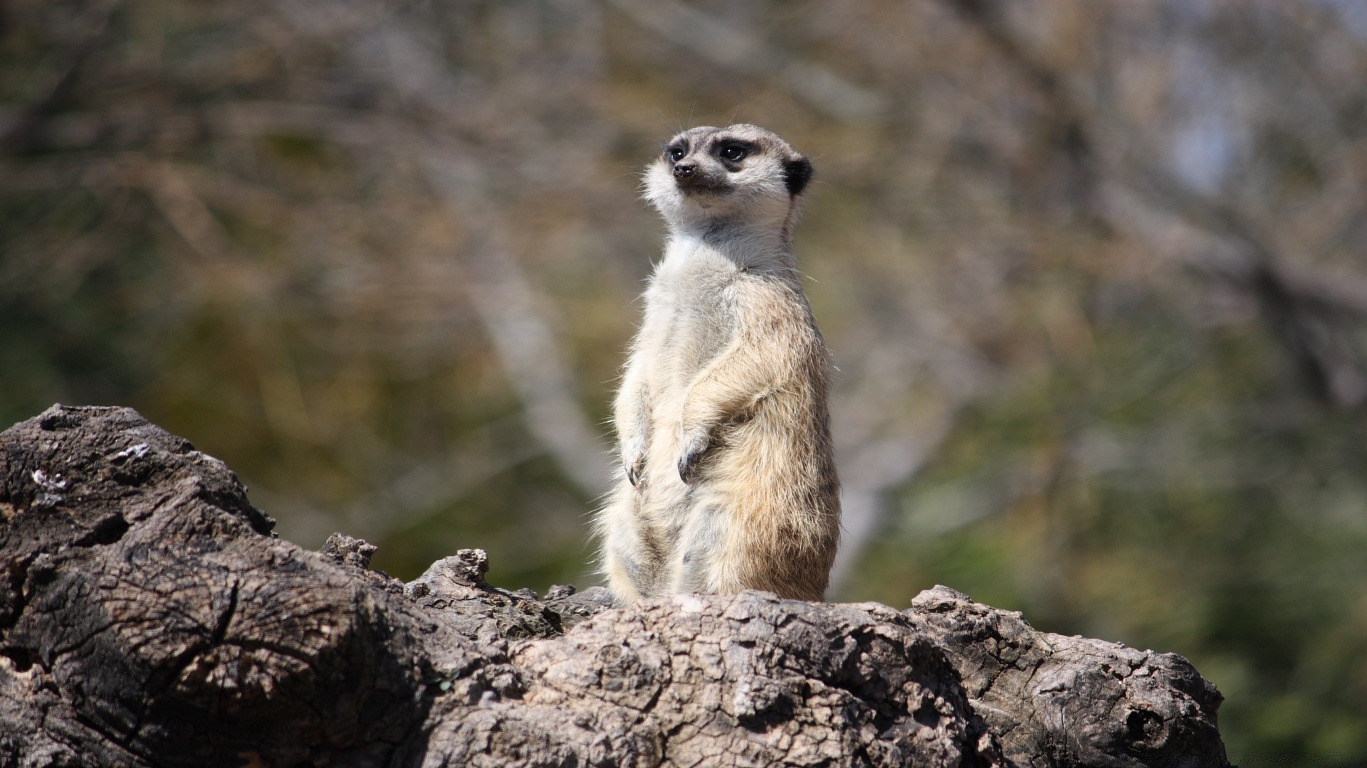 animais vida selvagem natureza mamífero ao ar livre animal fofa selvagem aviso pele roedor rocha