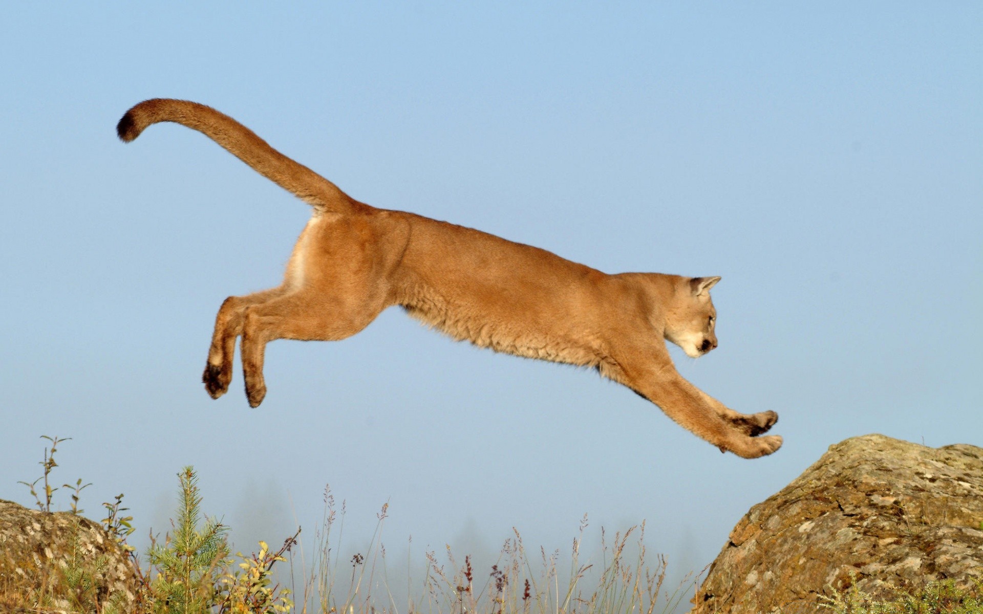 tiere säugetier im freien eine natur tierwelt seitenansicht tageslicht katze tier