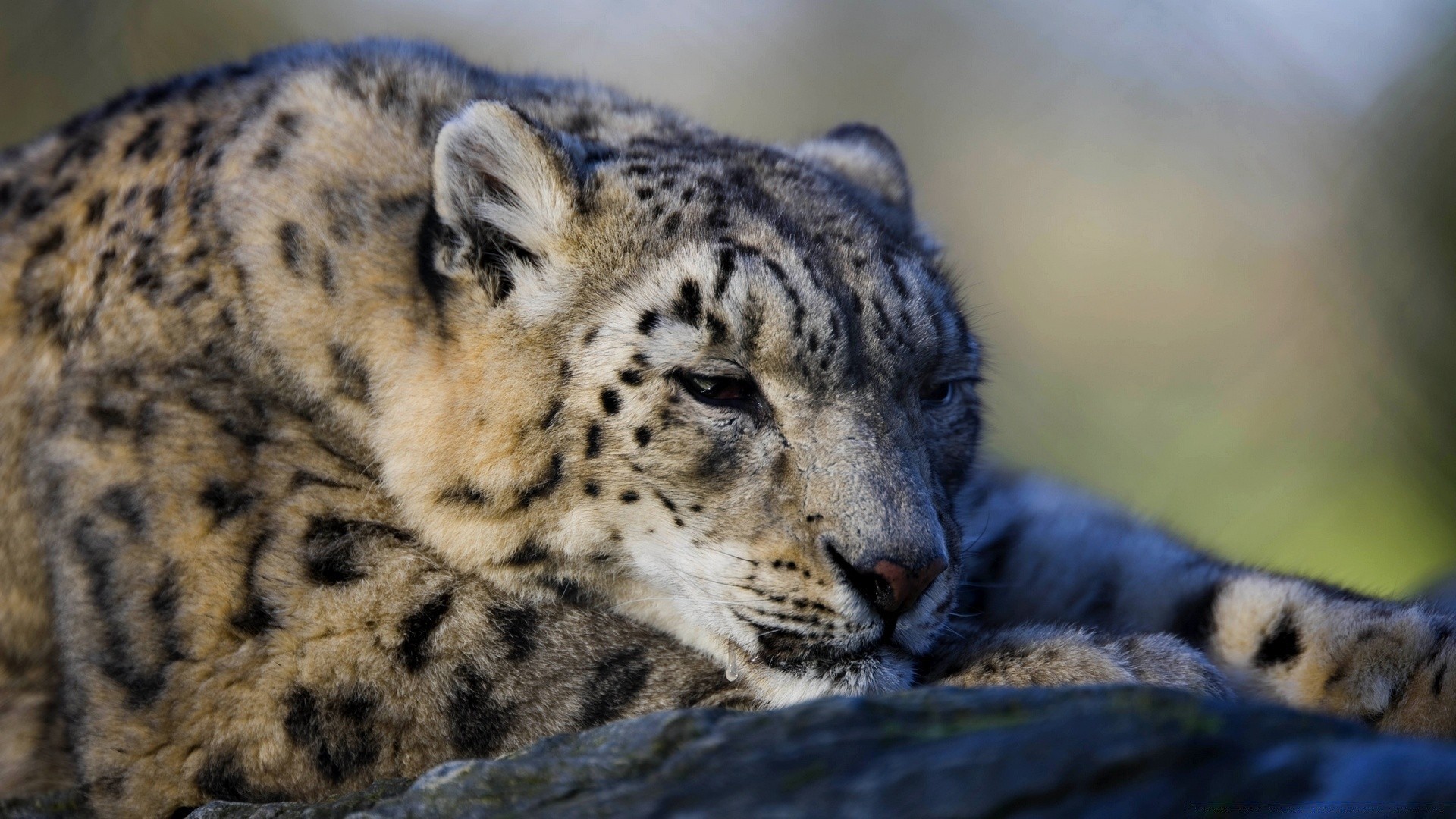 animales mamífero vida silvestre gato animal zoológico depredador salvaje naturaleza piel carnívoro grande leopardo cazador retrato safari en peligro de extinción tigre