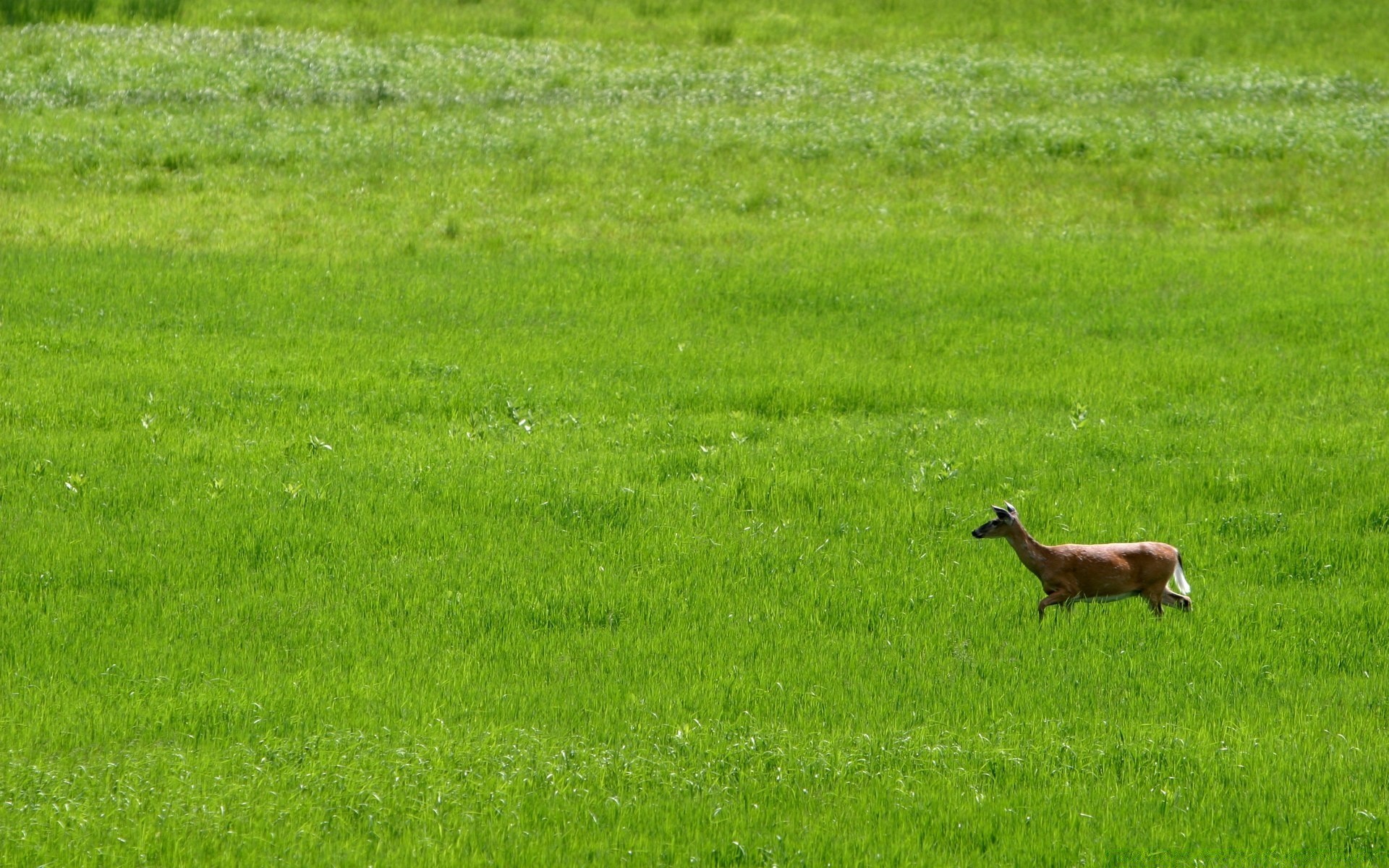 animals grass field mammal hayfield grassland animal landscape agriculture farm nature wildlife outdoors sheep