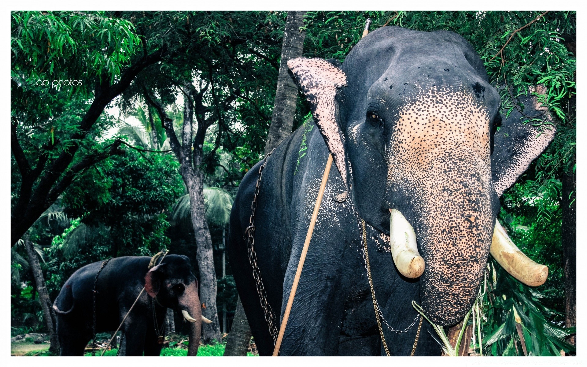 animales animal naturaleza salvaje elefante mamífero madera vida silvestre árbol selva parque tropical