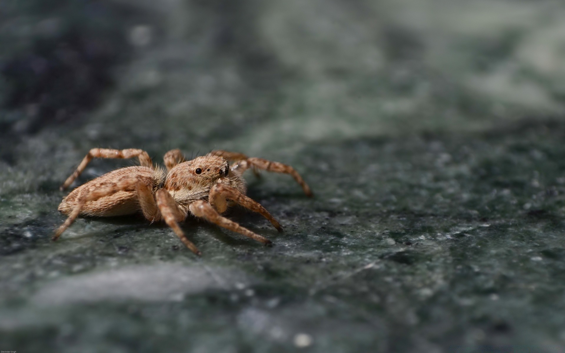 zwierzęta pająk pajęczak bezkręgowców owad przyrody na zewnątrz natura zwierzę krab zbliżenie małe