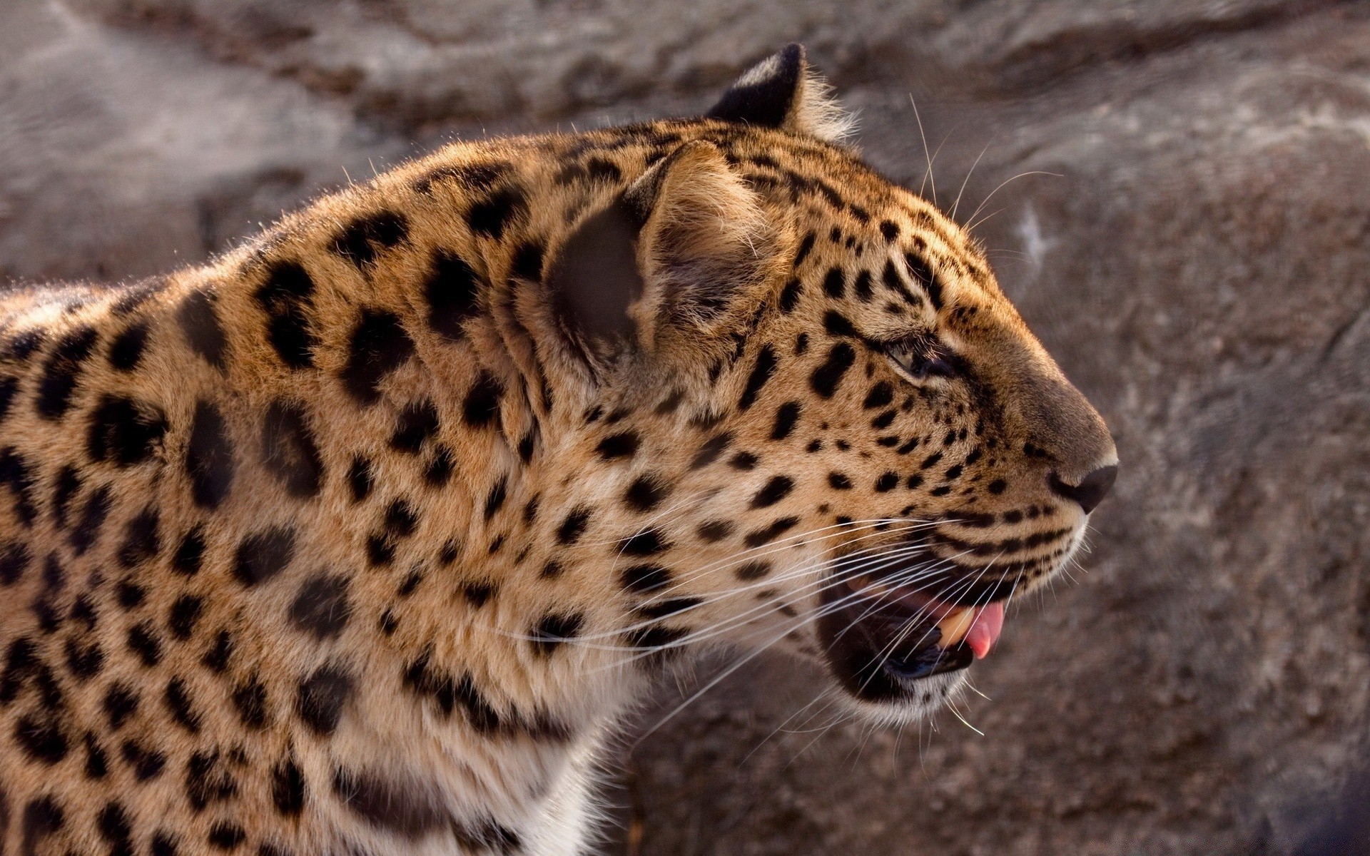 zwierzęta przyroda kot lampart drapieżnik ssak zoo safari natura zwierzę dziki futro myśliwy niebezpieczeństwo duży mięsożerca