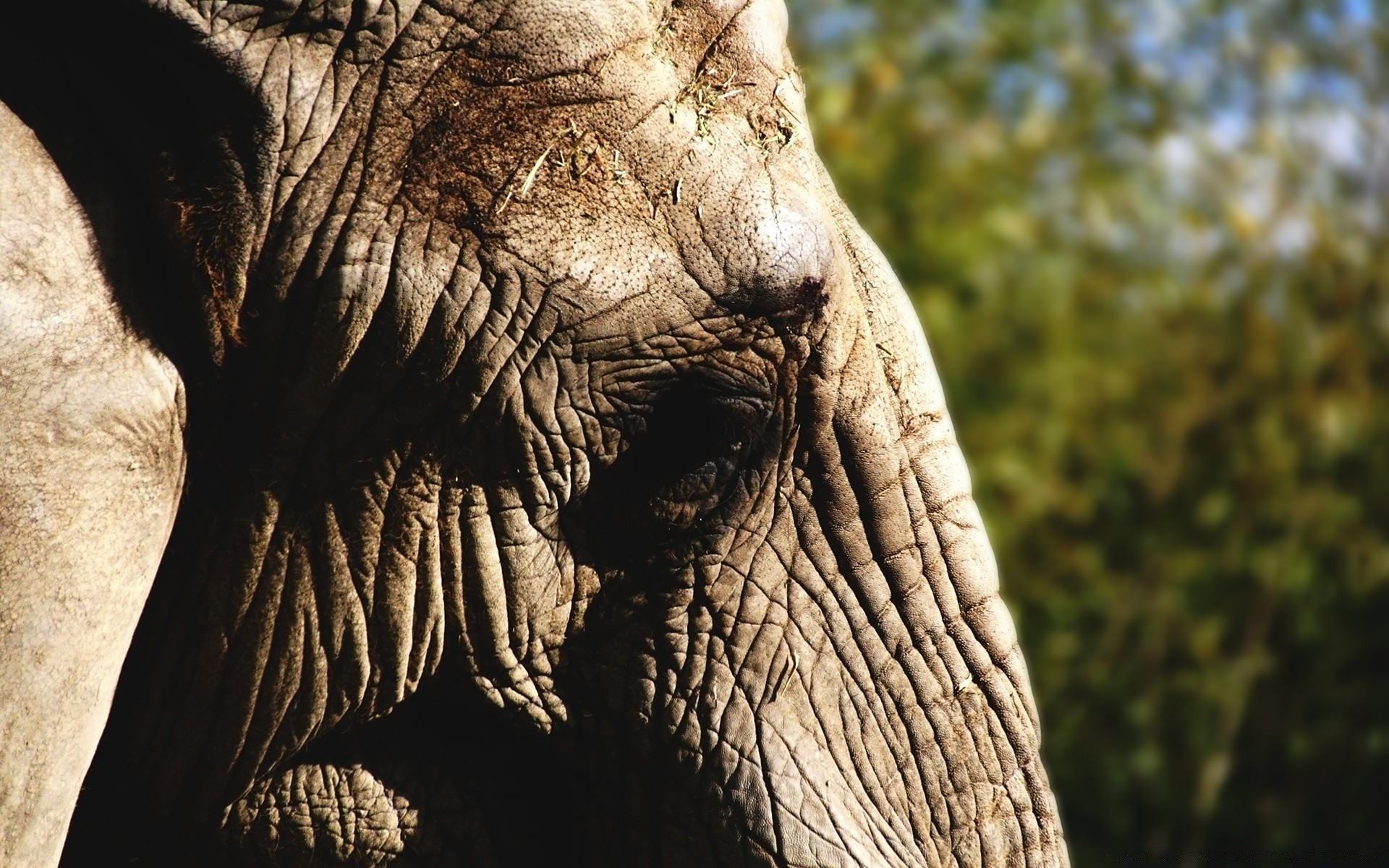 animaux nature éléphant coffre mammifère la faune un grand fort voyage