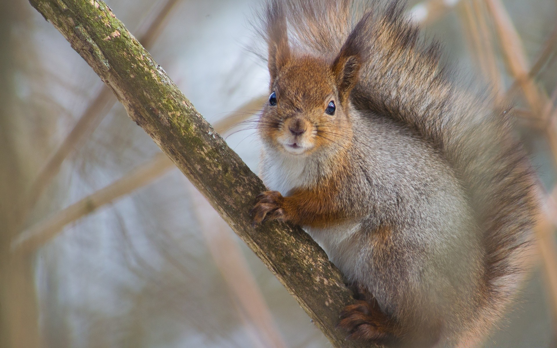 animals mammal wildlife squirrel cute nature rodent animal fur outdoors portrait little