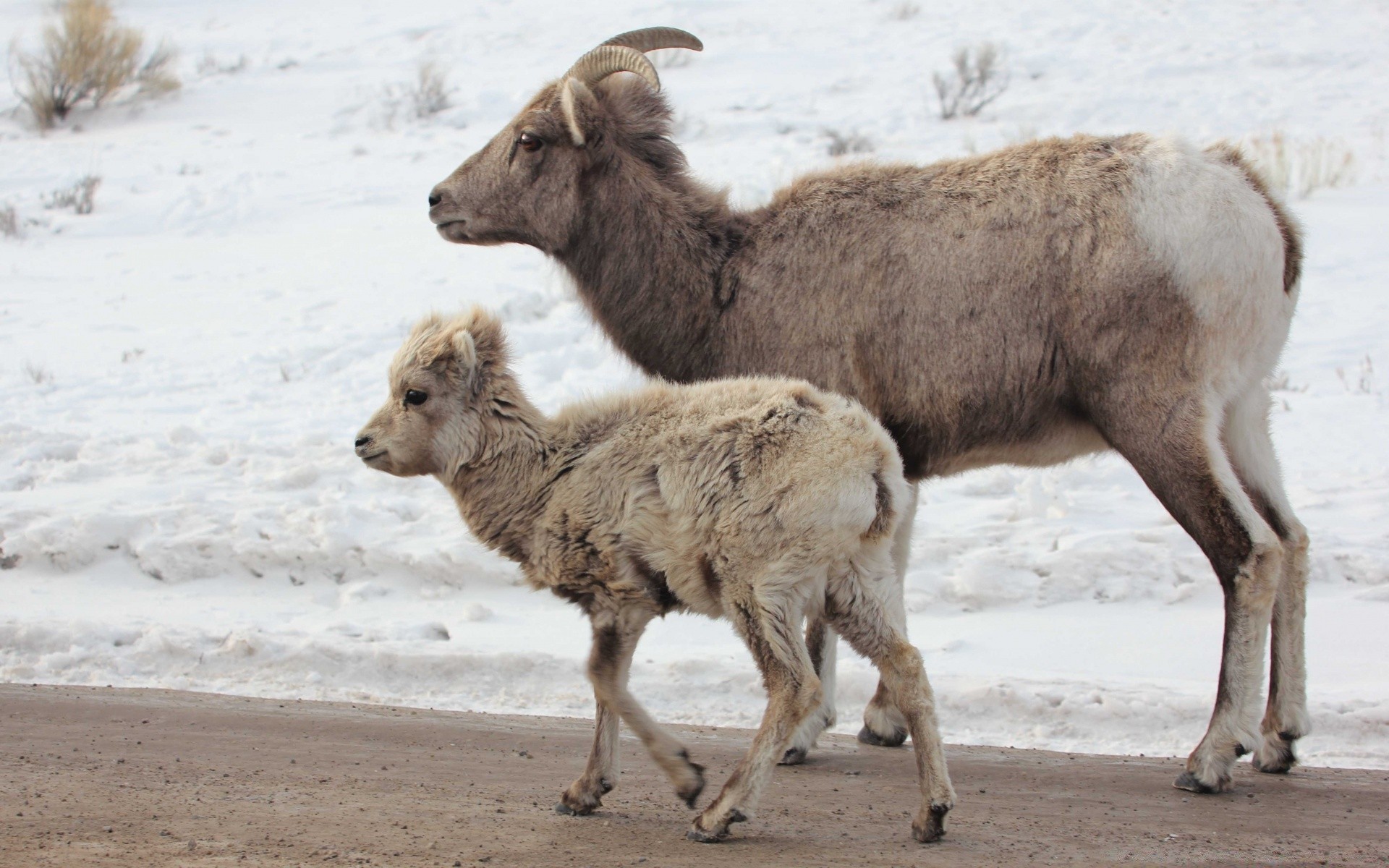 животные млекопитающее животное дикой природы овцы на открытом воздухе природа