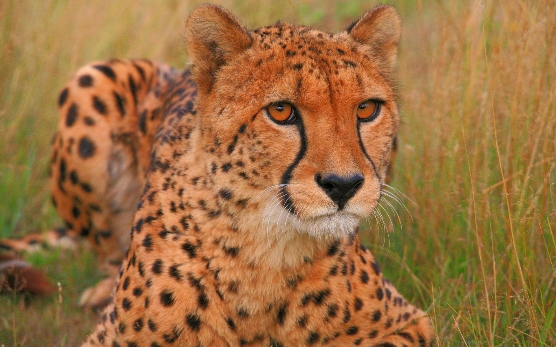 zwierzęta przyroda kot ssak drapieżnik safari zwierzę dziki myśliwy mięsożerca gepard natura futro lampart zoo portret duży duży kot