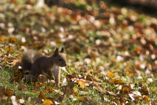 Eichhörnchen läuft auf gefallenen Blättern