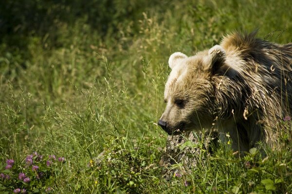 Ein harter wilder Bär mit nasser Haut geht über das Feld