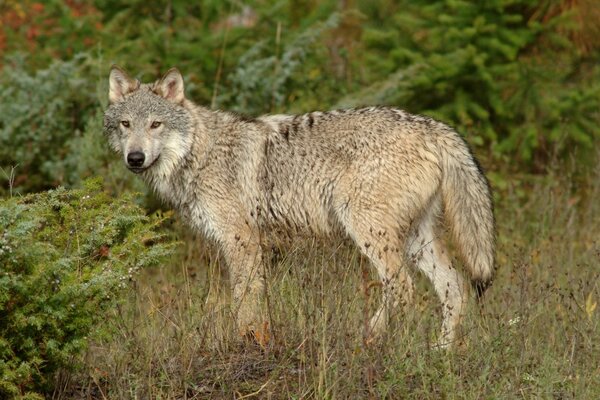 Der Wolf steht seitlich inmitten des Grases