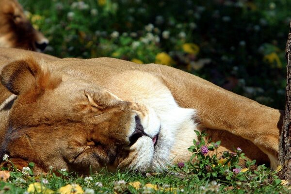 The lion is resting on the green grass