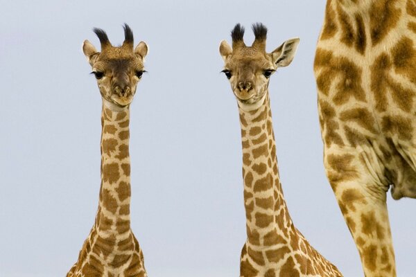 Junge Giraffen mit langen Wimpern am Himmelshintergrund